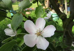 Quince blossom 2