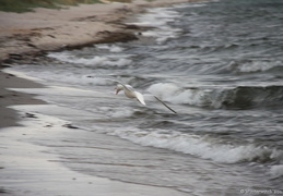 Gulls at Ristinge beach