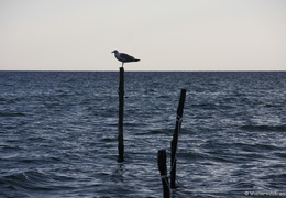 Gulls at Ristinge beach