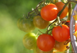 KW 27 Tomaten
