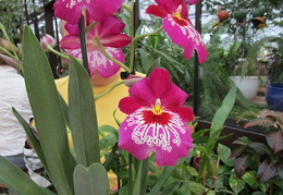 Orchideengärtnerei Birkenau - 1