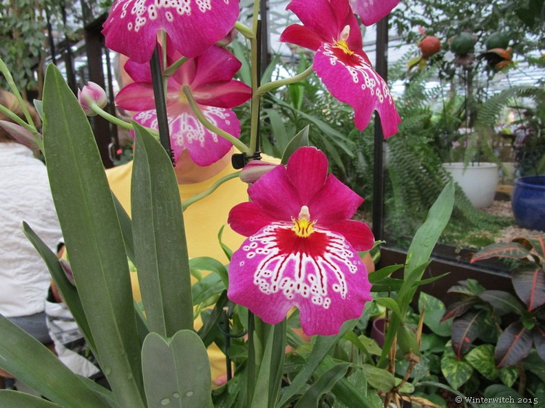 Orchideengärtnerei Birkenau - 1.JPG