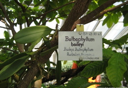 32 - Botanischer Garten Berlin 2009