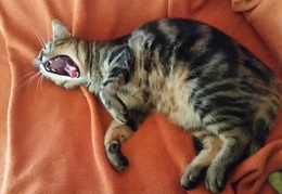 KW 40 - Findis yawning