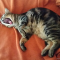 KW 40 - Findis yawning.jpg