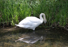 KW 18 - Swan - Affenberg Salem