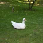 Schwetzingen 2017 45