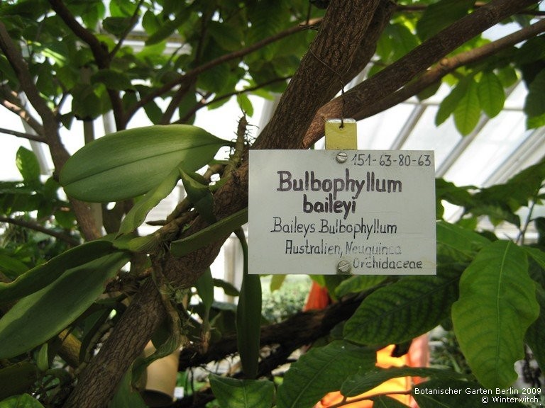 32 - Botanischer Garten Berlin 2009.jpg